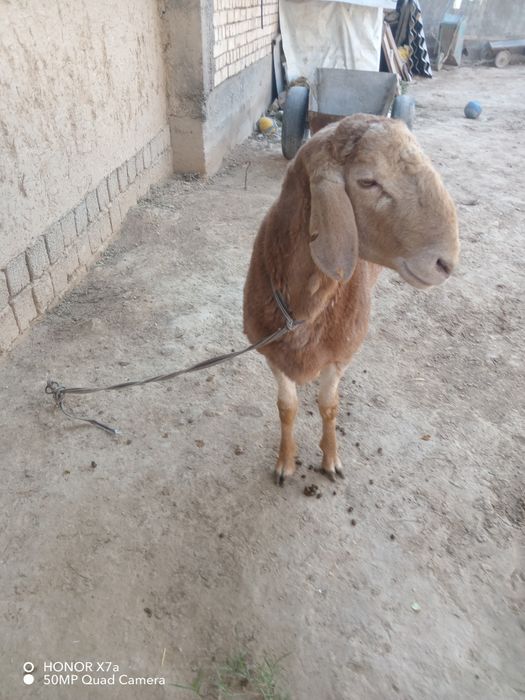 Qo'chqor sotiladi