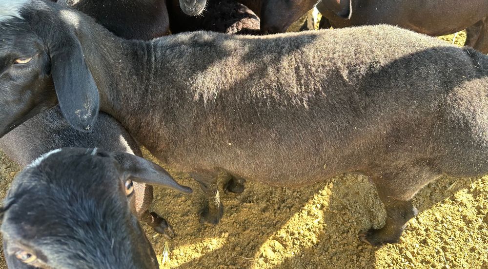 Куй юнгини олиш химати 35.000сум