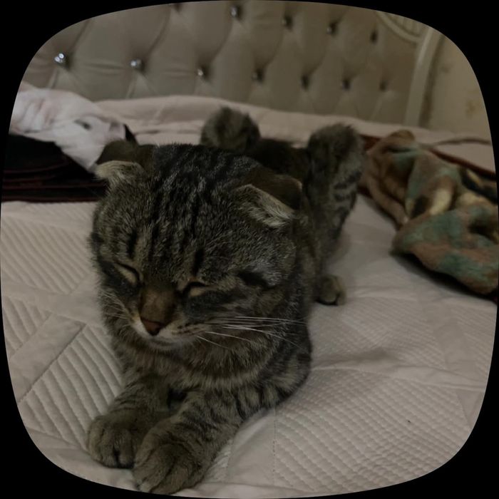 Шотландский вислоухий кот