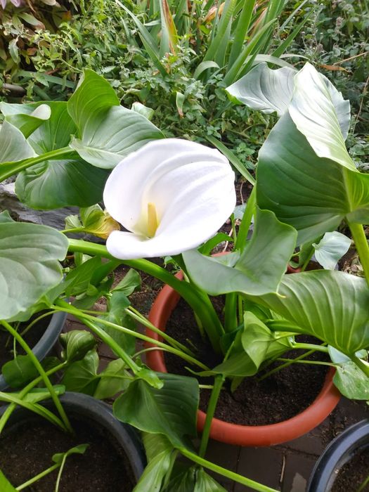 Комнатные цветы валотта