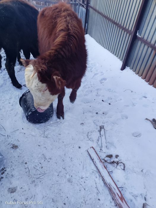 Продам бычков и тёлочек