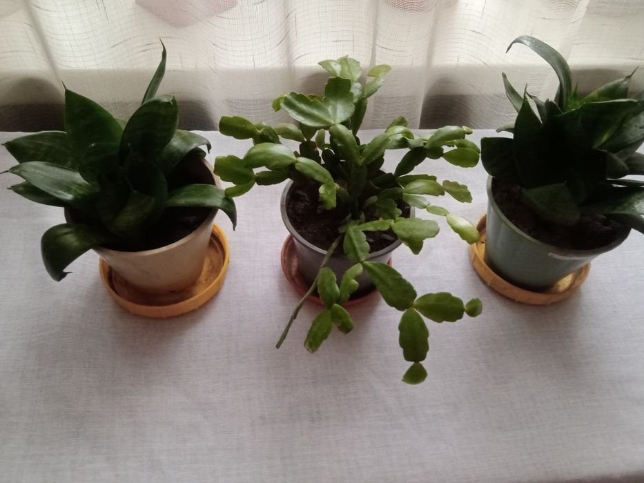 Растения по 1000 тенге.