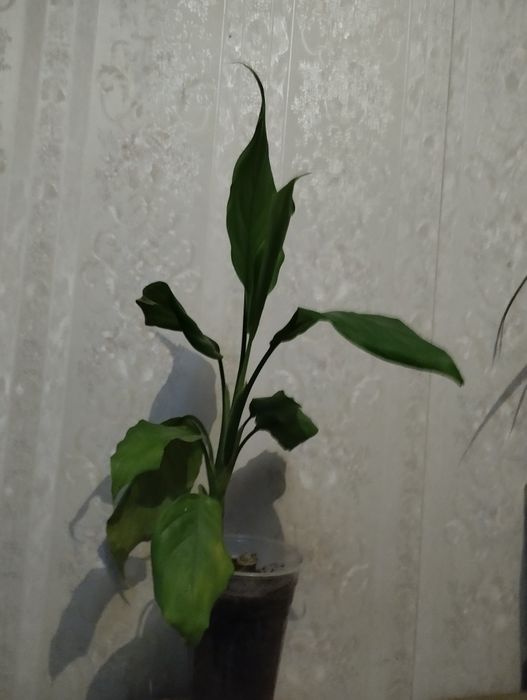 Аглонема с зелёным листом .