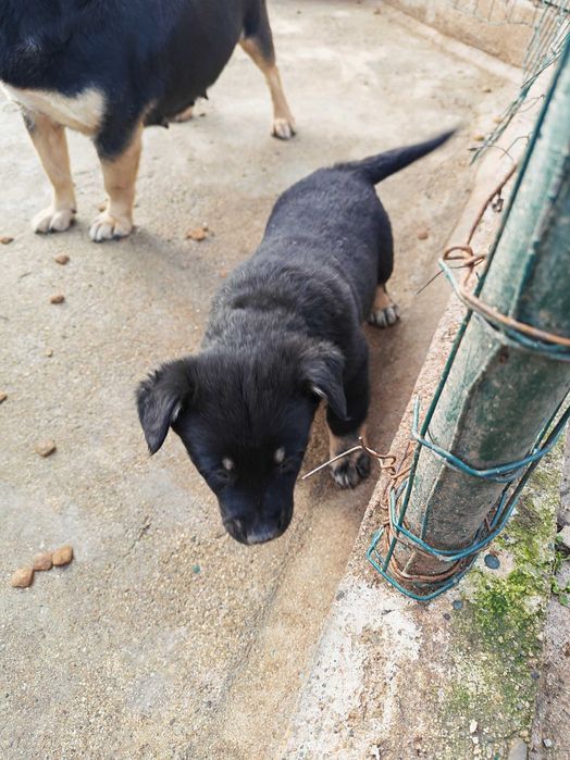 Подарявам кученце