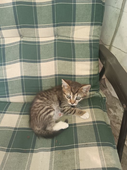 Подарявам малко коте