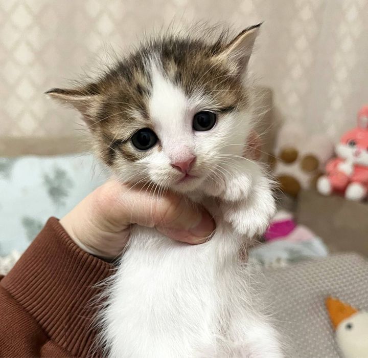 Малыши-котята ищут дом