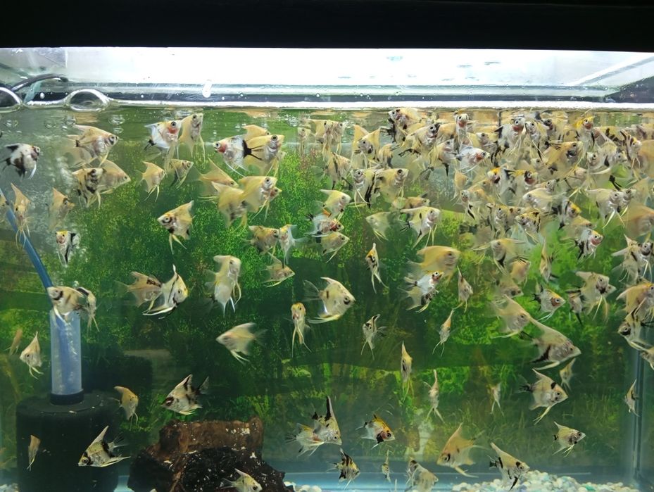 Продам аквариумных рыбок