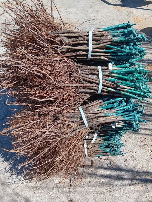 Лозов посадъчен материал