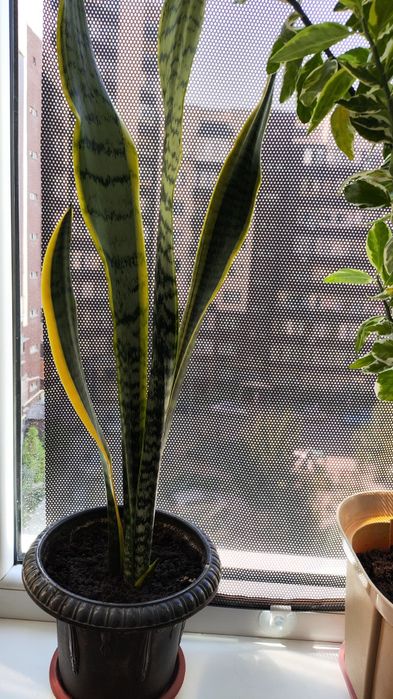 Растение Сансевиерия