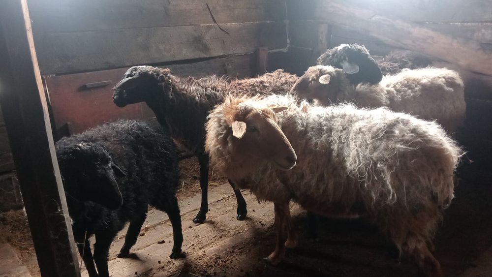 Продам 6 голов 3бараны один кошкар два ягненка