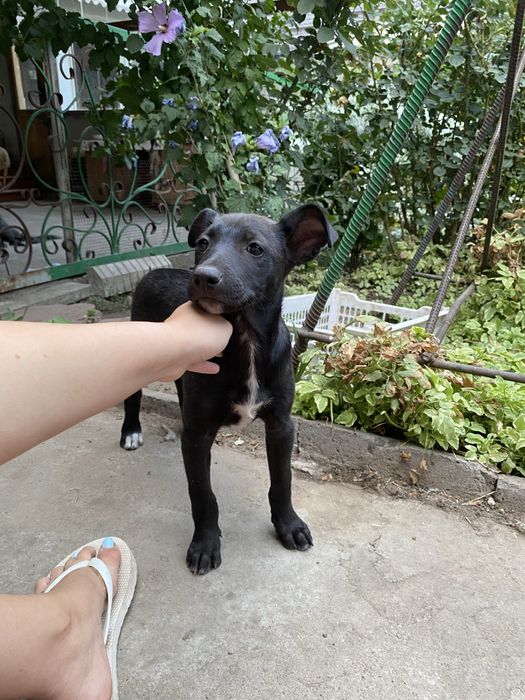 Срочно отдам щенят