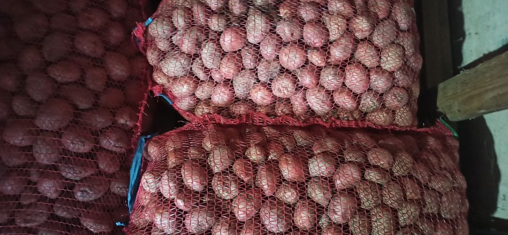 Cartofi de sămânță