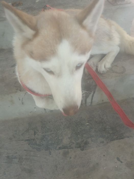 Собака сибирский хаски Ещё не родила