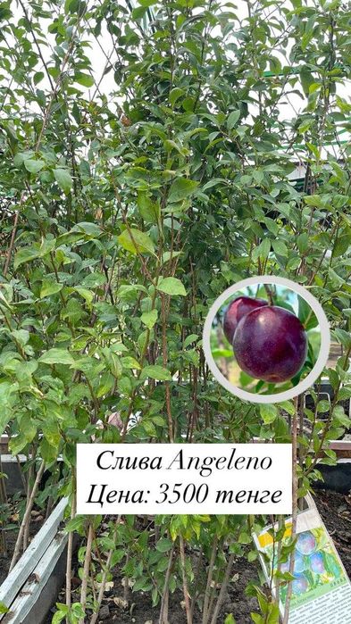 Жемыс агаштары сатылады