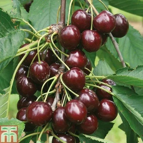 Karlek hamda polkarlik kuchatlarimiz bor