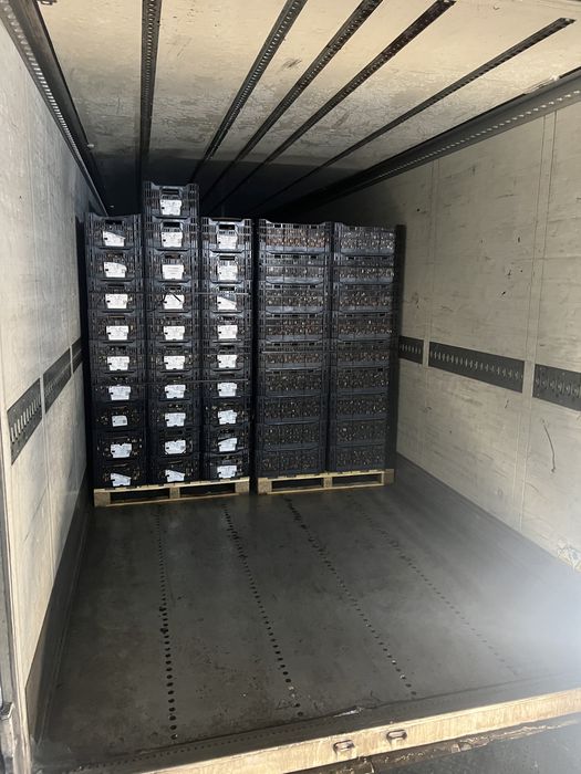 Посадочный материал голландских луковиц Тюльпаны Гиацинт Нарцисс