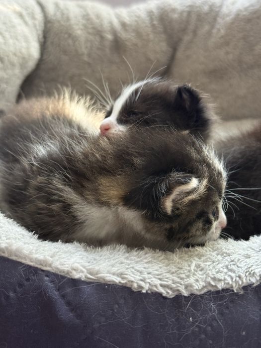 Котята ласковые  в добрые руки