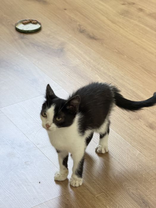 Котенок ищет добрые руки