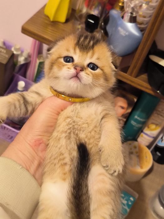 Котята от правильной вязки