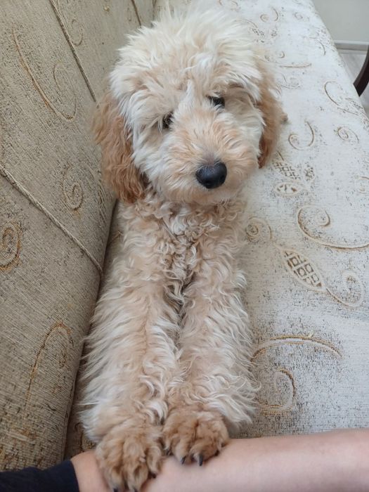 Мини пудел априкот