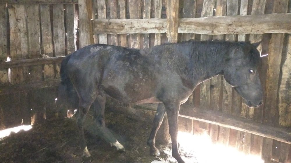 Откормленный Кунан