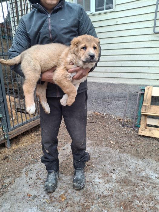 САО тобет алабай