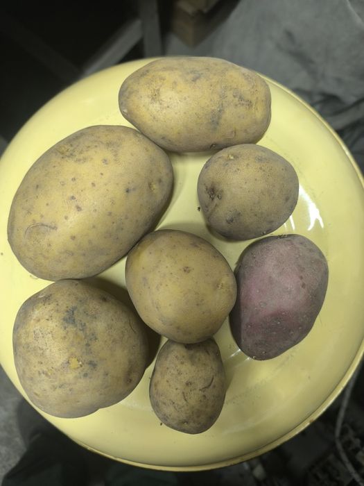 Продам картофель дачный