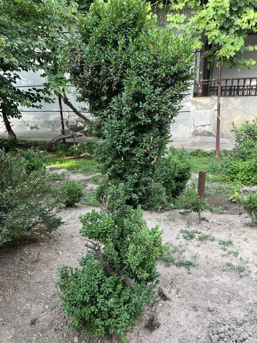 Декоративные кустарники с места выращивания самовывоз