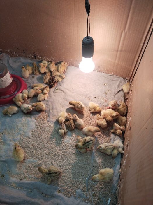 Продам перепелов Белый гигант и залатистый феникс