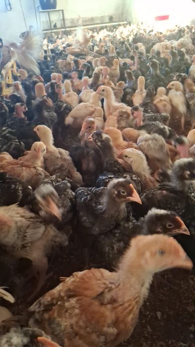 Pui rasa mixta de cateva saptamani