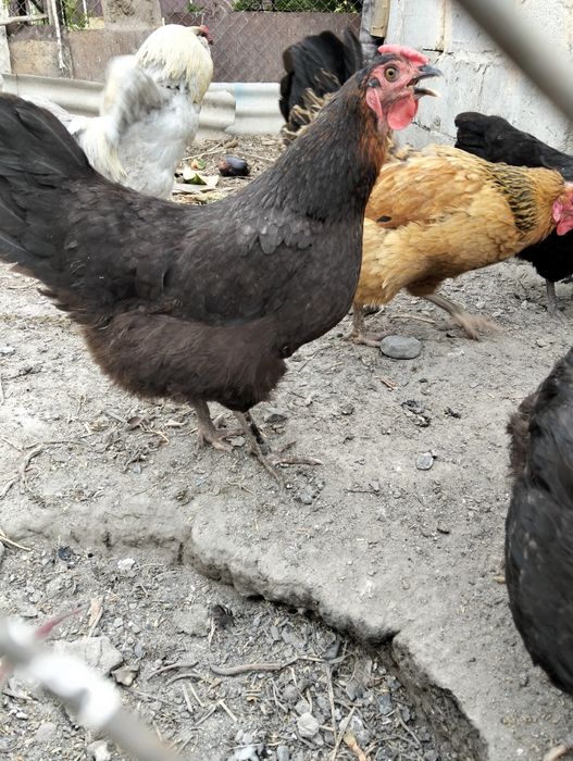 Продам куриц и петуха