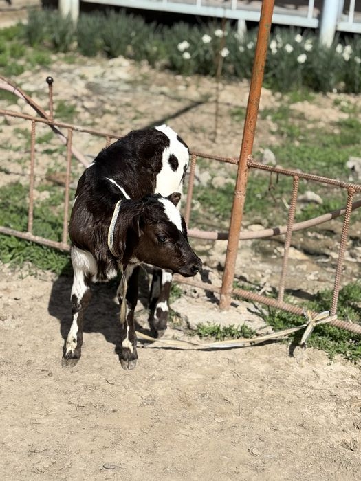 Сүтті бұзаулы сиыр Симментал