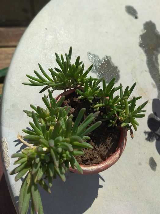 Распродажба саксийни цветя