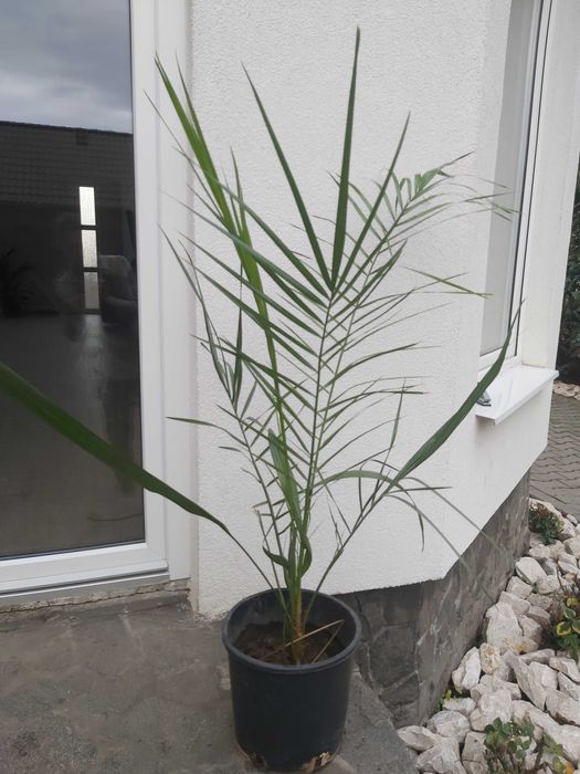 Palmier phoenix canariensis