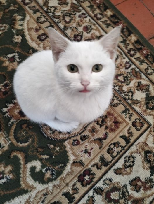 Отдам в добрые руки