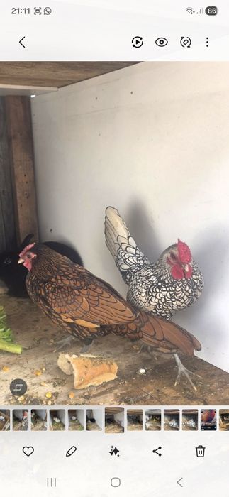 Pasarii mai multe rase ,schimb cu gaini outoare