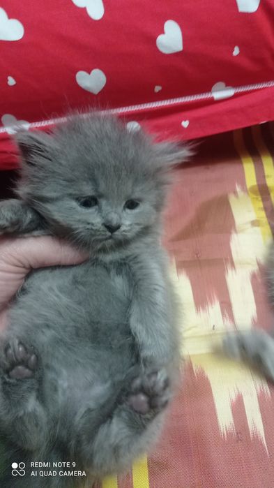 Породистые котята от сер. Шеншиллы