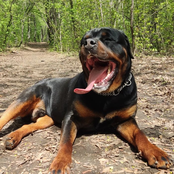 Ротвейлер на вязку