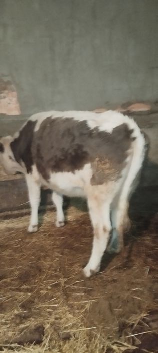 Семіз сиыр сатылады