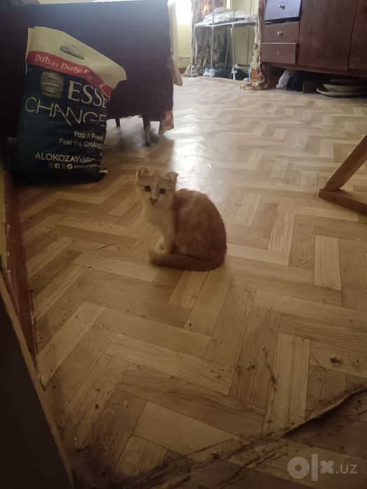 Вислоухие кошки  мальчики