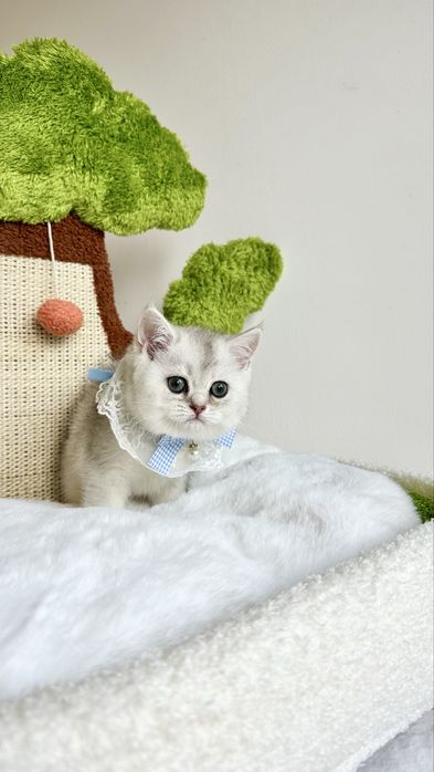 Fetita British Shorthair Chinchilla Silver - Certificat pedigree