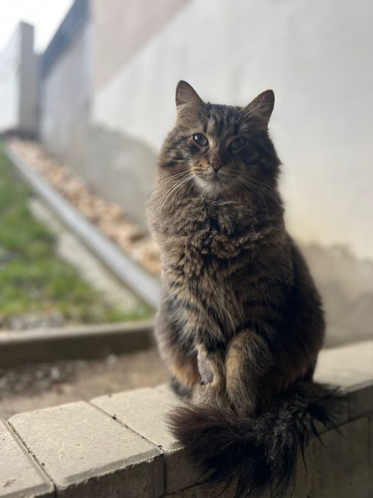 pisici de adoptat, 2 motani