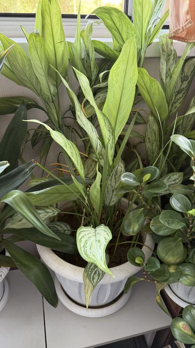 Комнатные растения (недорого)