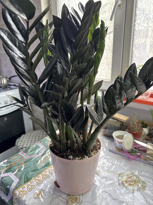 Продам замиакулькас Равен