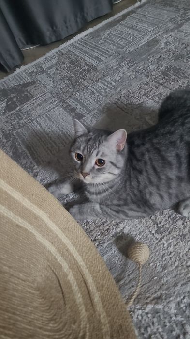 Отдам хорошие руки Кота