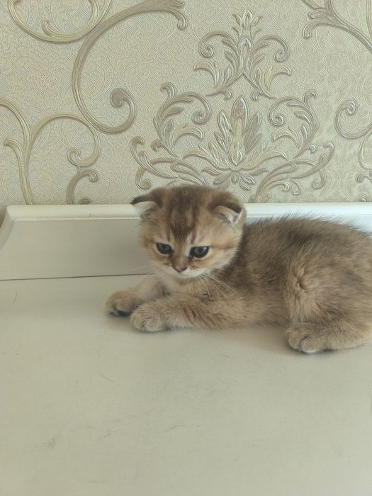 Кошки золотая шиншила