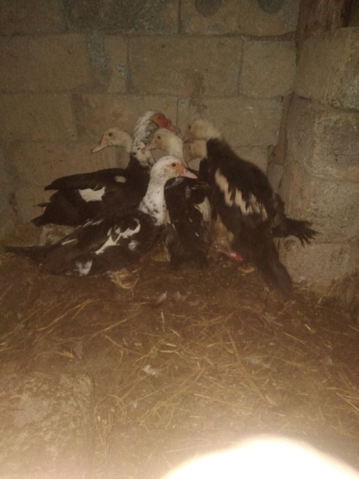 Indyuk indoutka  indiskiy o'rdaklar sotiladi abmen bor