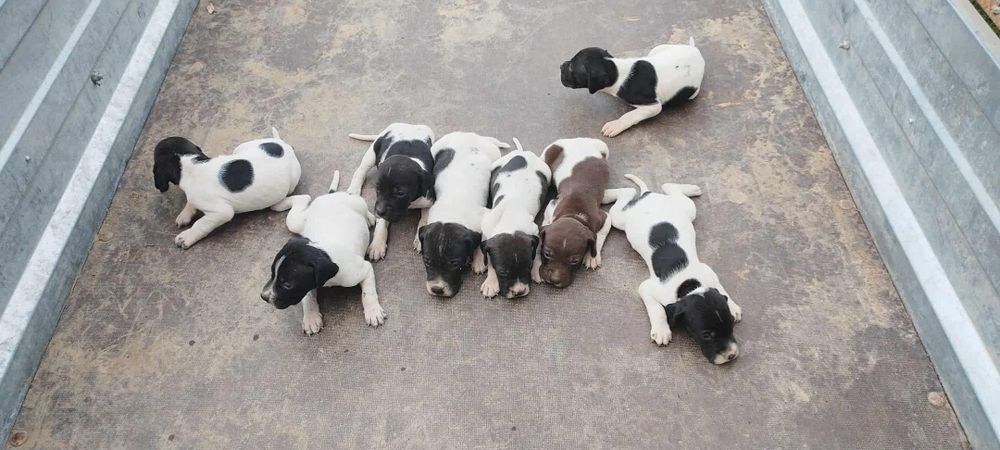 Căței Pointer englez