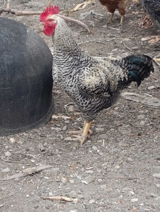 Cocoși tineret crescuți bio