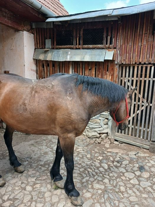 Vând iapa de ham